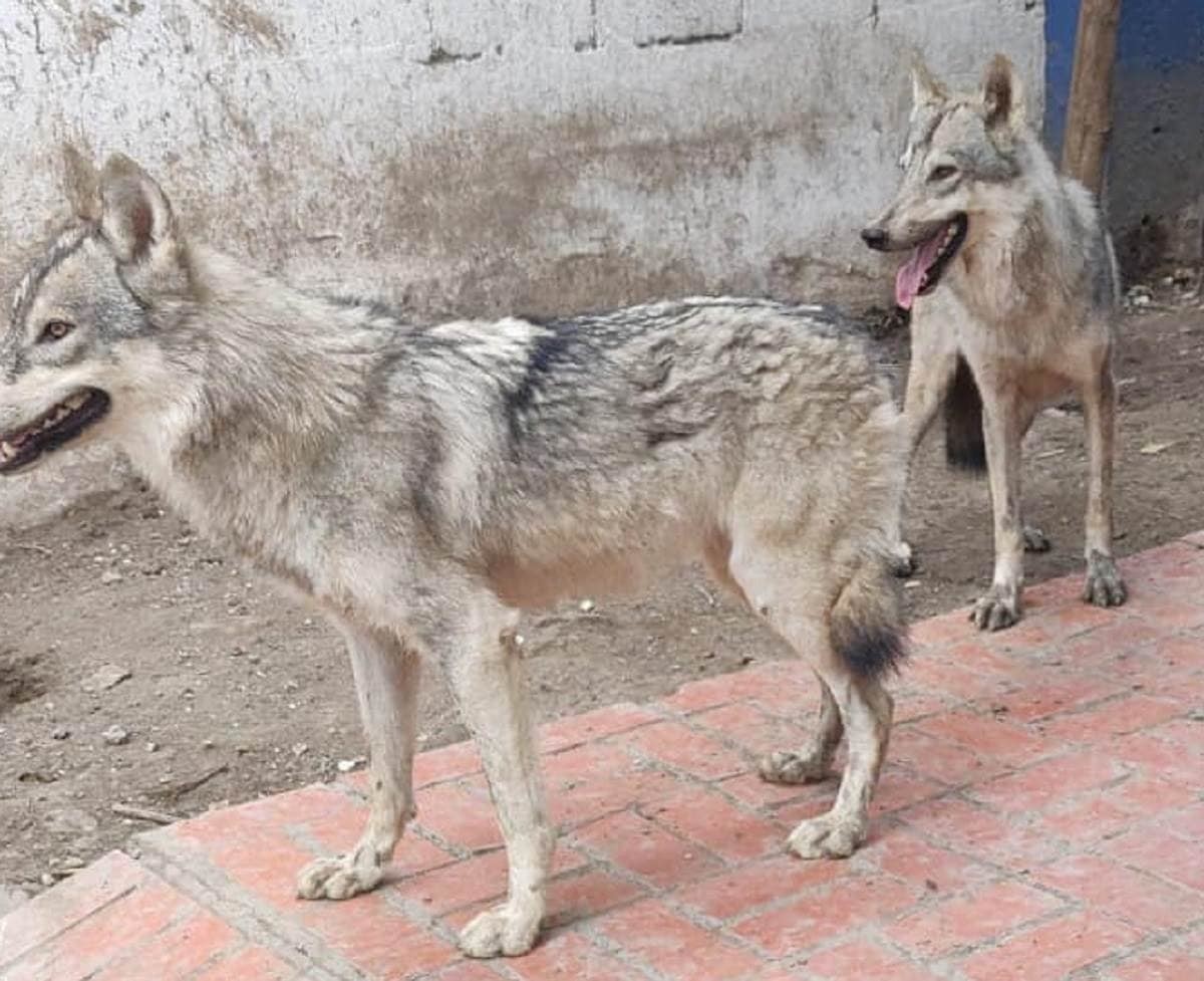 Alertan por presuntos lobos en Cadereyta