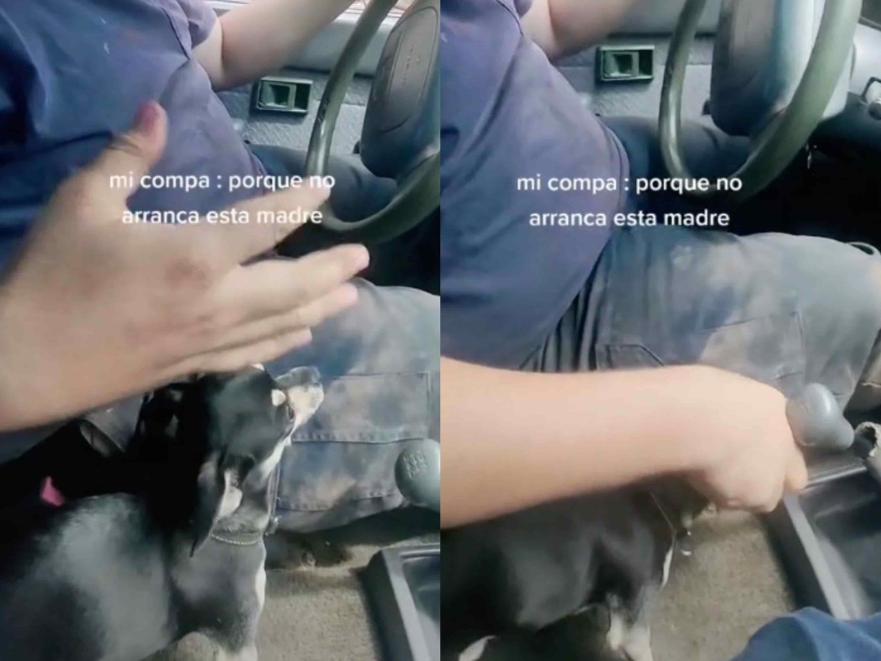 ¡Esa no es la palanca! Joven confunde a perrito con palanca de auto