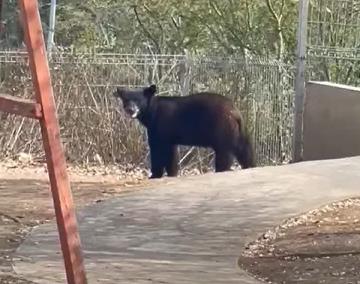 Un oso fue captado la colonia Carolco Club Residencial 2, al sur del municipio de Monterrey. Foto: Facebook Protección Civil de Nuevo León