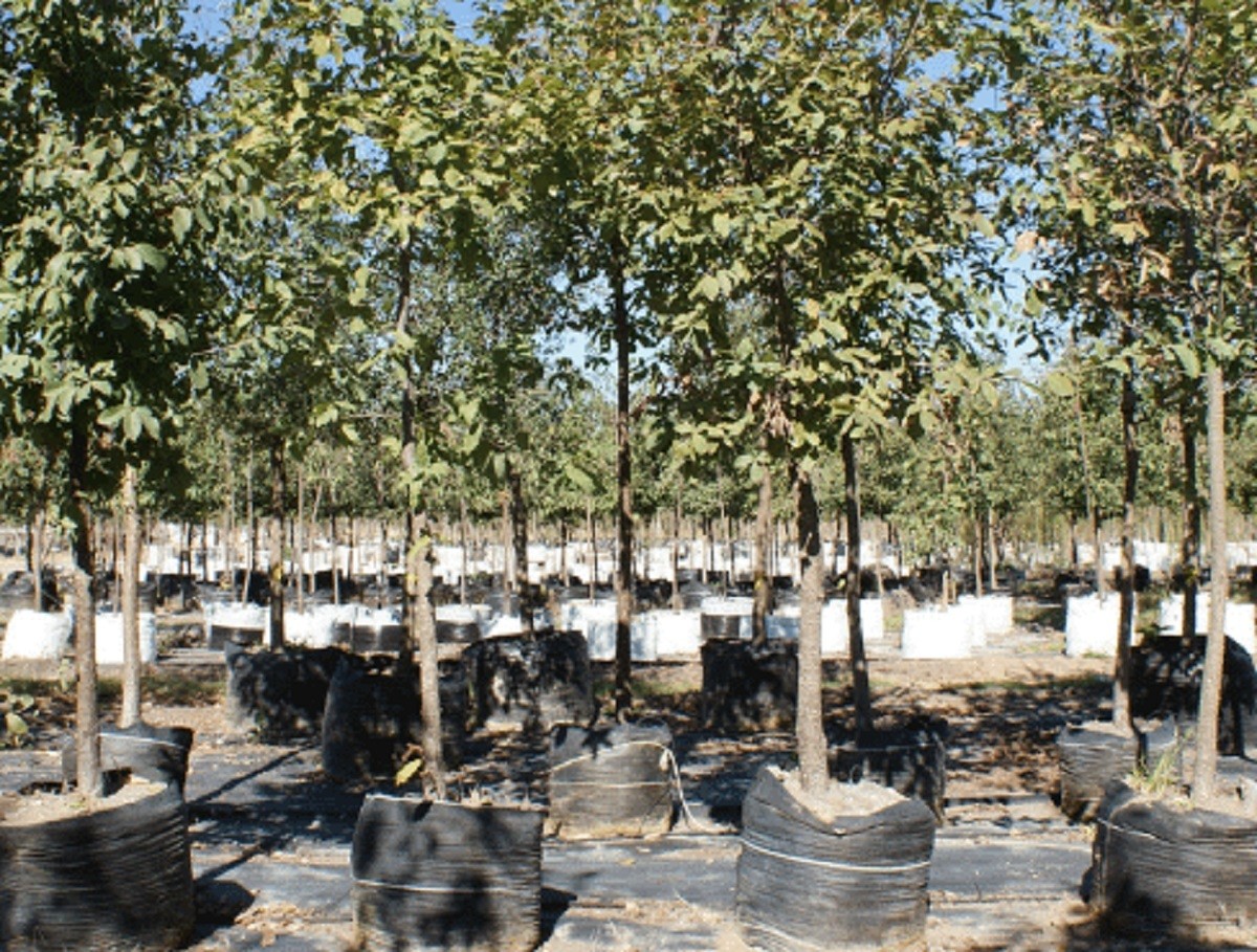 El Gobierno de Monterrey entregará especies nativas en el programa 'Adopta un Árbol'. Foto: Vivero Los Encinos