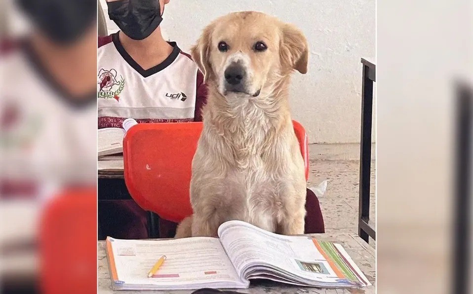 Nacho es el nombre del lomito que se hizo viral por estar atento durante la clase en una secundaria de Durango. Foto: Instagram lucellyph