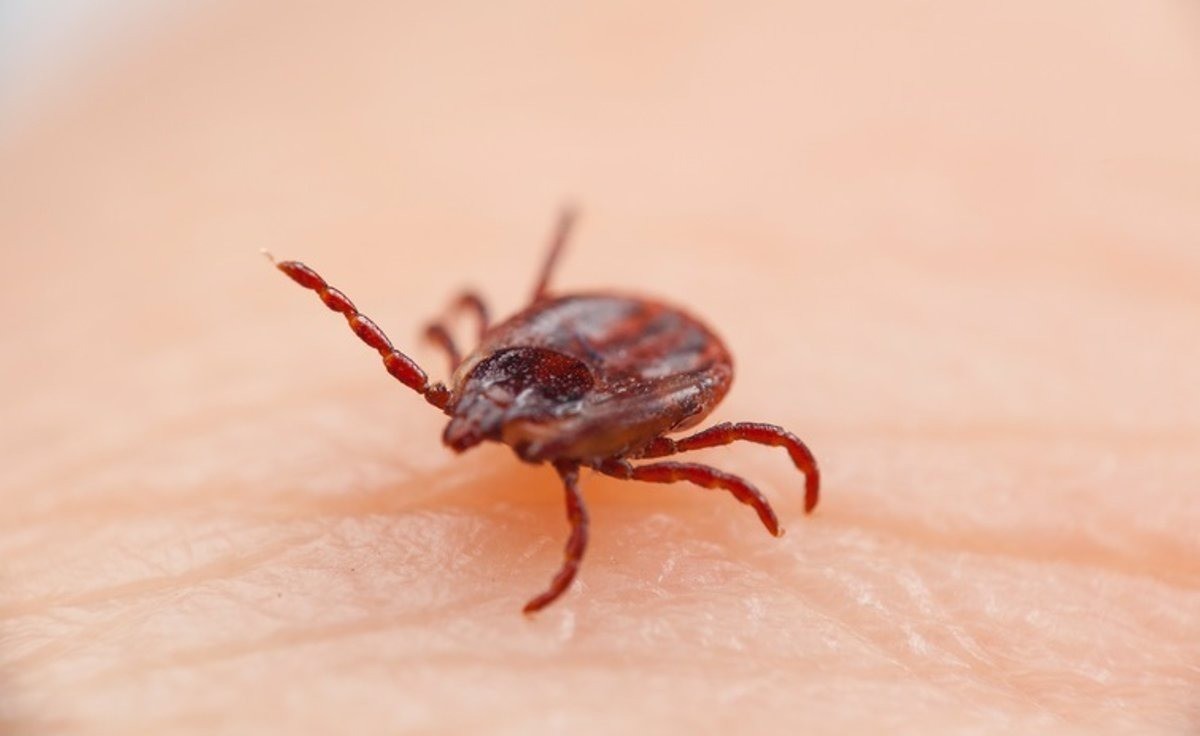 Crecen casos de rickettsiosis o enfermedades provocadas por la mordedura de una garrapata o pulga. Foto. Cortesía