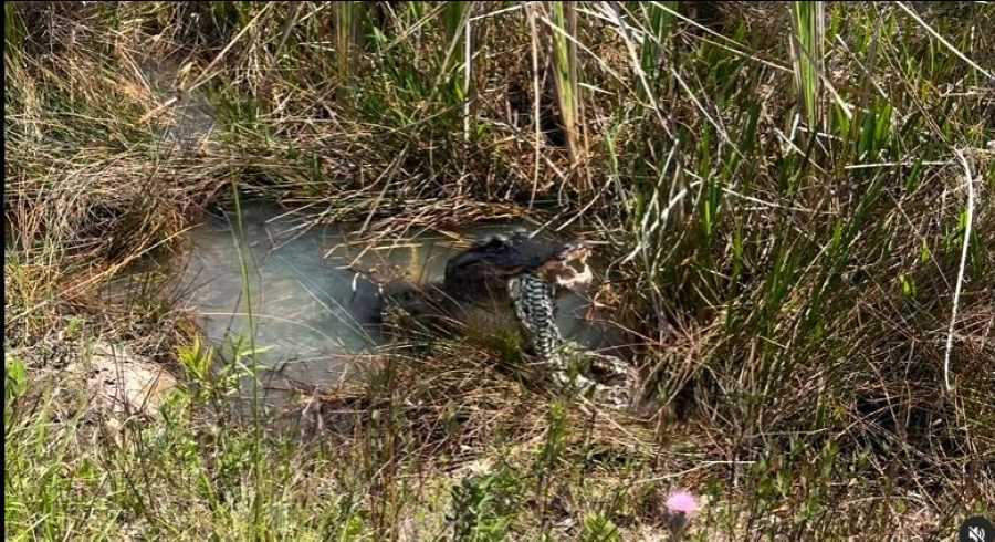 Graban a un gran caimán devorando a una enorme serpiente pitón. Foto. Captura de Imagen