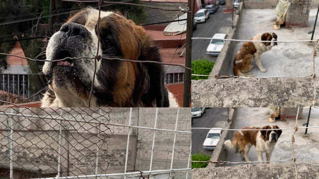 Denuncian abandono de un perro San Bernardo en la azotea de una casa. Fotos. Cortesía