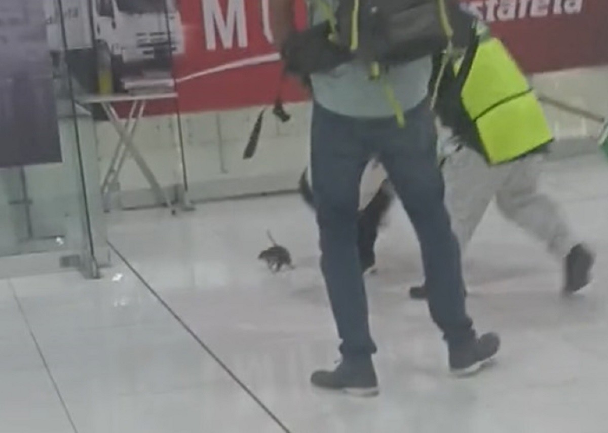 Una rata causó pánico entre los pasajeros del Aeropuerto Internacional de la Ciudad de México (AICM). Foto: TikTok laalupiita