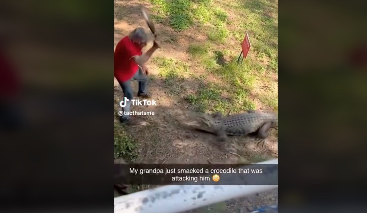 De película! Abuelo pelea con cocodrilo y lo vence a sartenazos