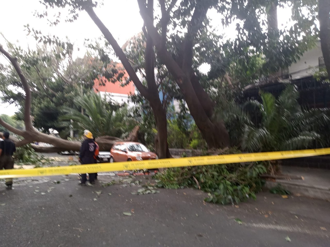 Fuertes Lluvias Y Vientos Provocan Caída De árboles En Cdmx Posta Ciudad De México 8179