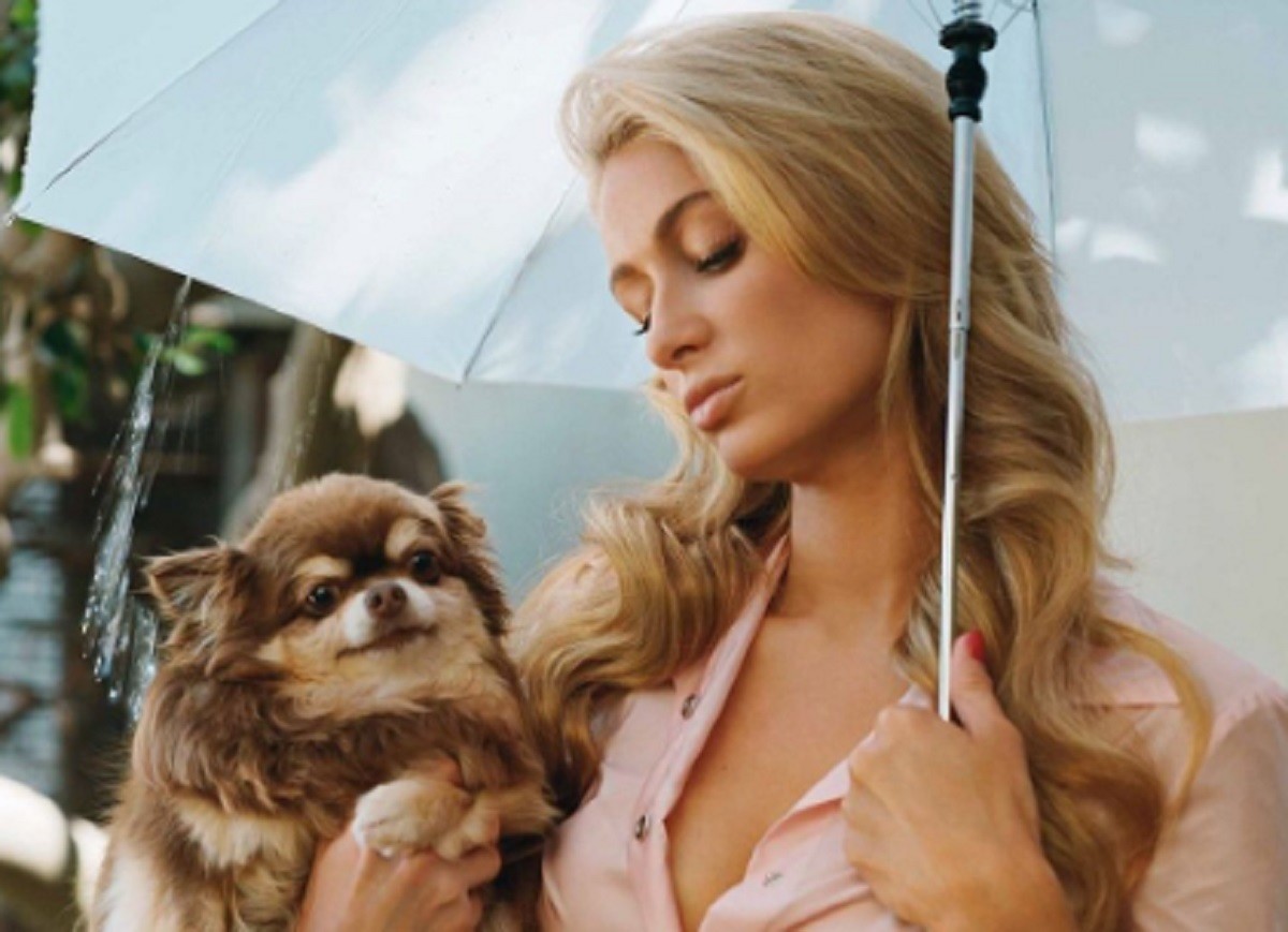 Paris Hilton recuerda a su perrita chihuahueña 'Harajuku Bitch' como una amiga leal que siempre estuvo a su lado. Foto: Instagram parishilton