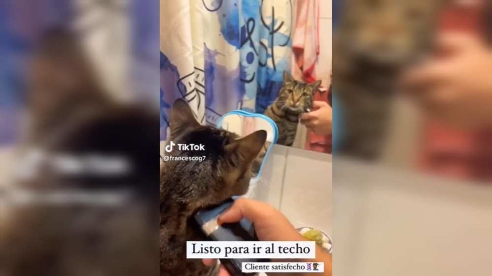 Feliz y relajado se mostró un gatito cuando un barbero le brindó atención de primera. Foto: Captura de pantalla