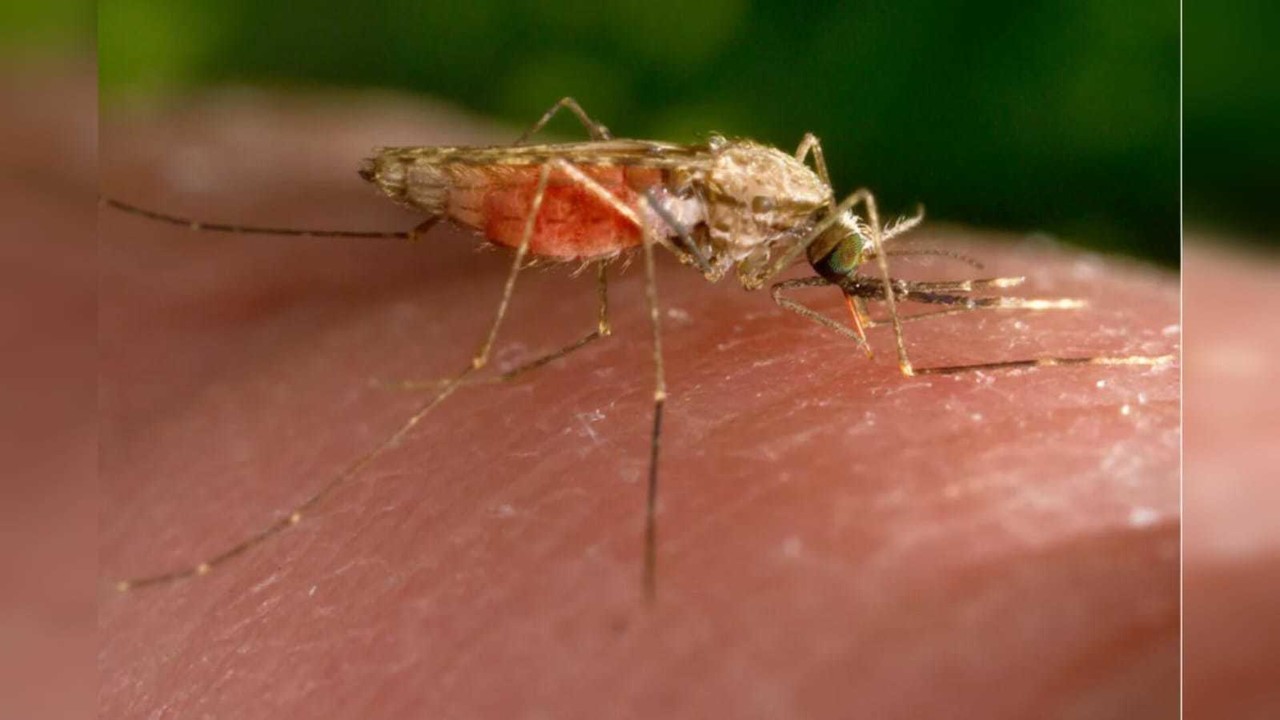 La malaria, o paludismo, es causada por un parásito que se propaga a través de las picaduras de mosquitos. Foto: AP