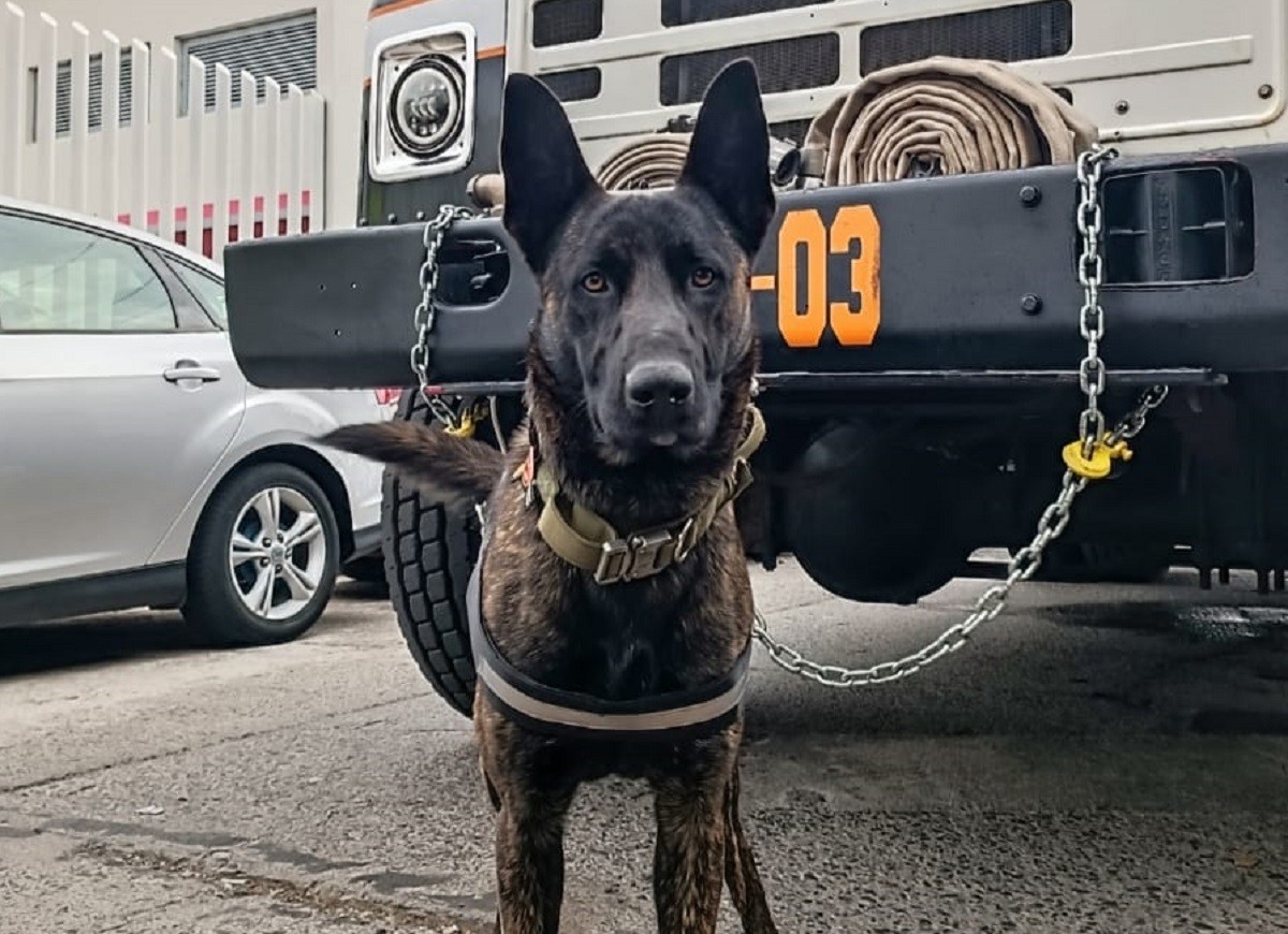 El perrito 'Mushu', binomio de los Bomberos Profesionales de Uruapan, fue hallado sin vida a causa de envenenamiento. Foto: Facebook Bomberos Profesionales de Uruapan A.C.