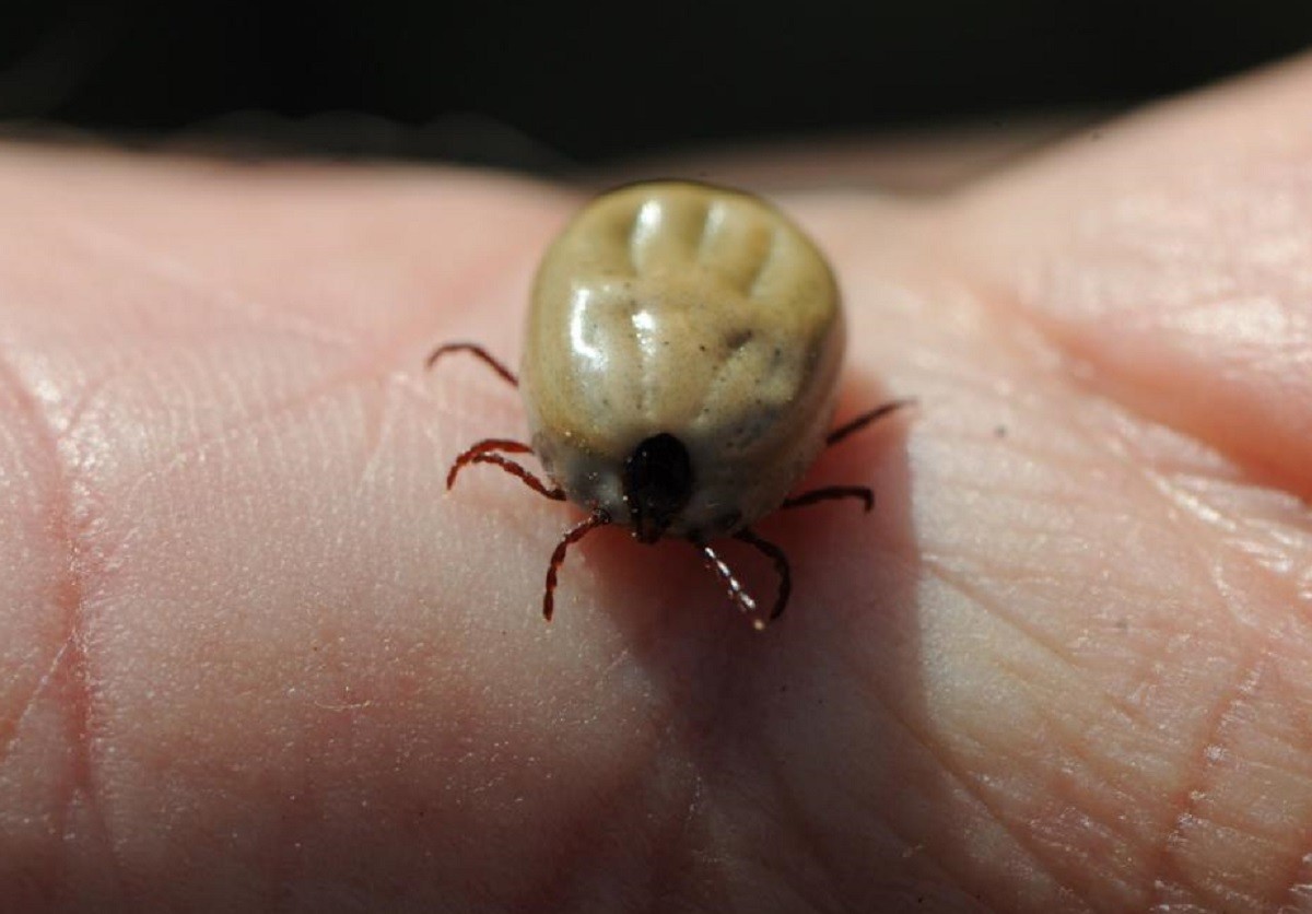 Ante cualquier síntoma de rickettsiosis, por mordedura de garrapata,  es importante consultar al médico para descartar esta enfermedad e iniciar el tratamiento adecuado y oportuno. Foto: Comunidad de Madrid