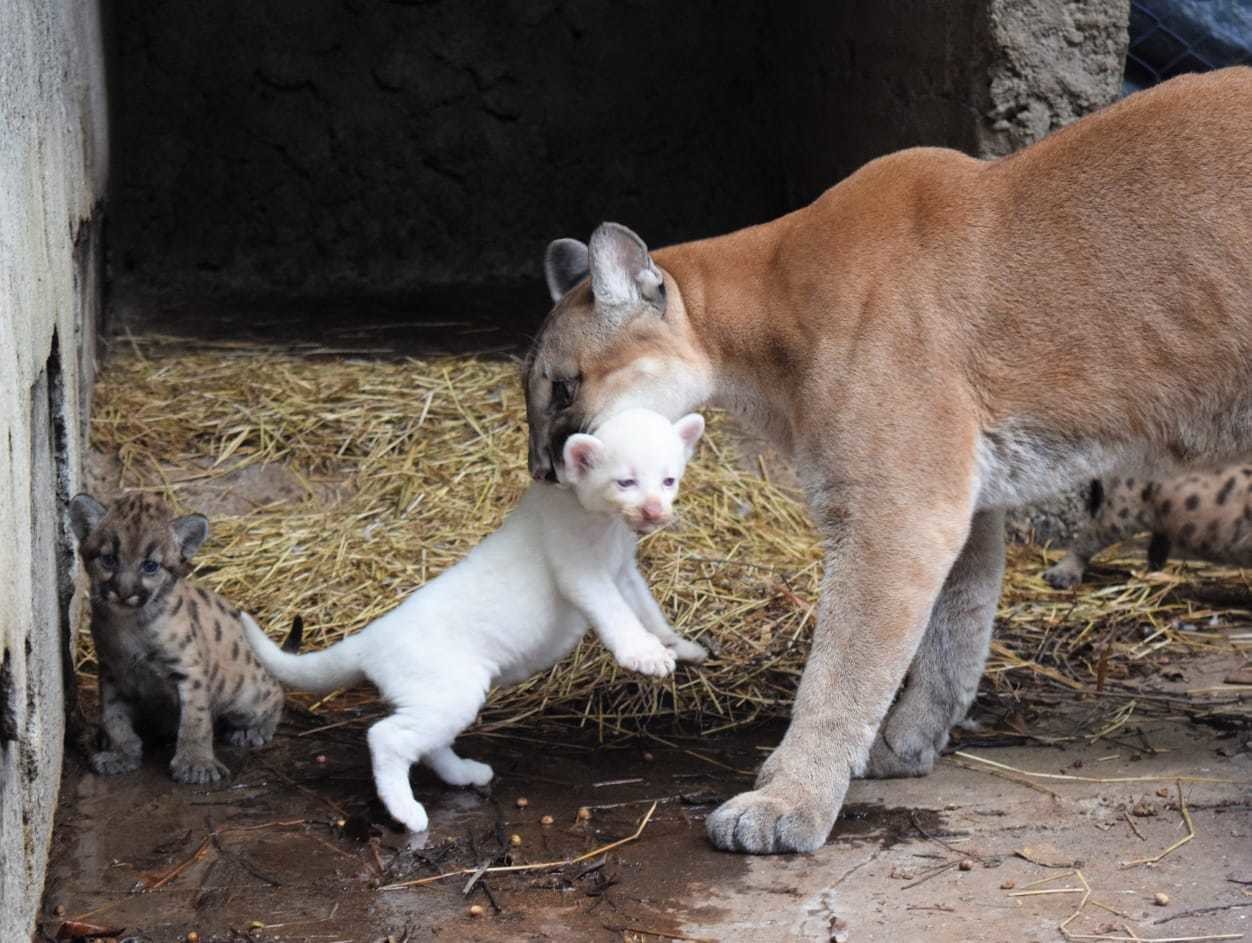 Un puma albino nació en el  zoológico 'Thomas Belt' en Nicaragua. Foto: Facebook Zoológico Thomas Belt Juigalpa, Chontales