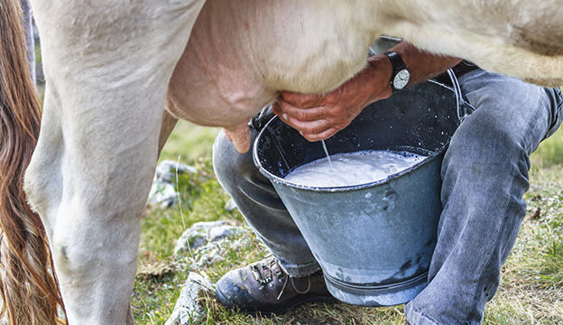 El campo de Durango poniendo al estado en alto dentro del país, pues se colocó a la entidad duranguense como una de las mayores productoras de leche en el 2022. Foto: Sobre Agricultura.