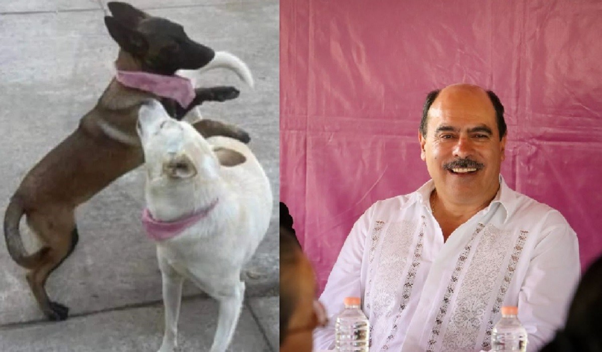 Alcalde de Tangancícuaro, Michoacán, mata a balazos a las perritas Buba y  Canela