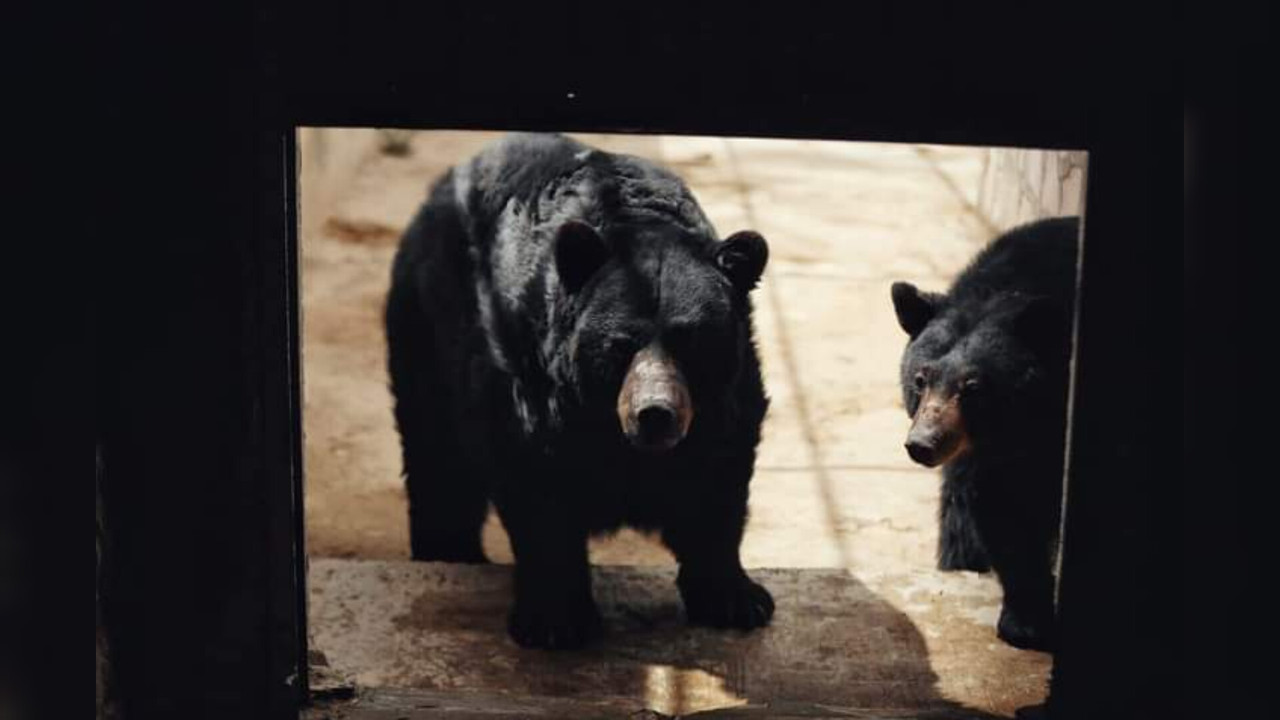 Pareja de osos negros podrán disfrutar de un nuevo hábitat en el Zoológico Sahuatoba. Foto: Cortesía.