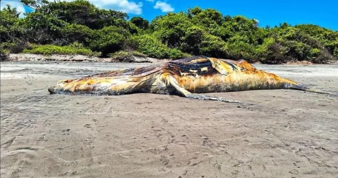 Ballena jorobada de 15 metros aparece muerta en playas de El Salvador
