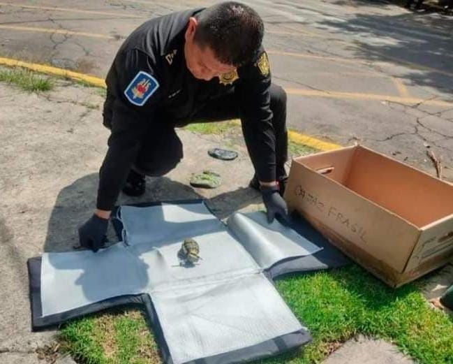 Hallan granada en una caja durante operativo de limpieza en la Miguel Hidalgo. Foto: Ramón Ramírez