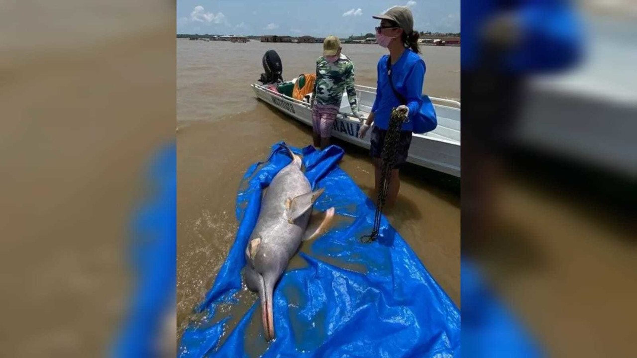Hallan muertos cientos de delfines del Amazonas en Brasil, culpan a ola de calor