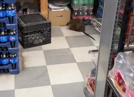 Captan rata enorme en un local de Nueva York