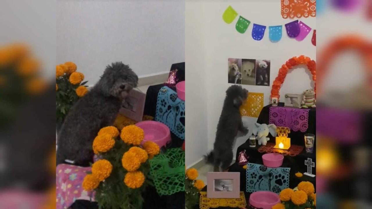 Fue la usuaria @knavp18, quien difundió el clip las imágenes donde se aprecia al peludito de color gris frente al altar en memoria de una de integrantes de la familia, con la leyenda: 'Extraña mucho a su mamá'. Foto: Especial