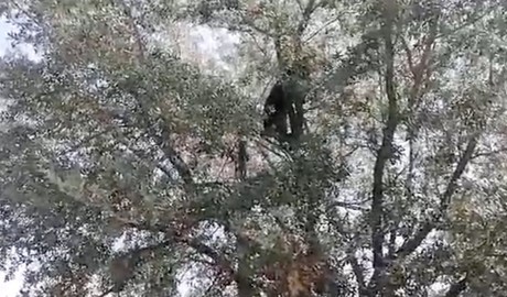 VIDEO: Captan a oso dentro de una casa y termina en lo alto de un árbol