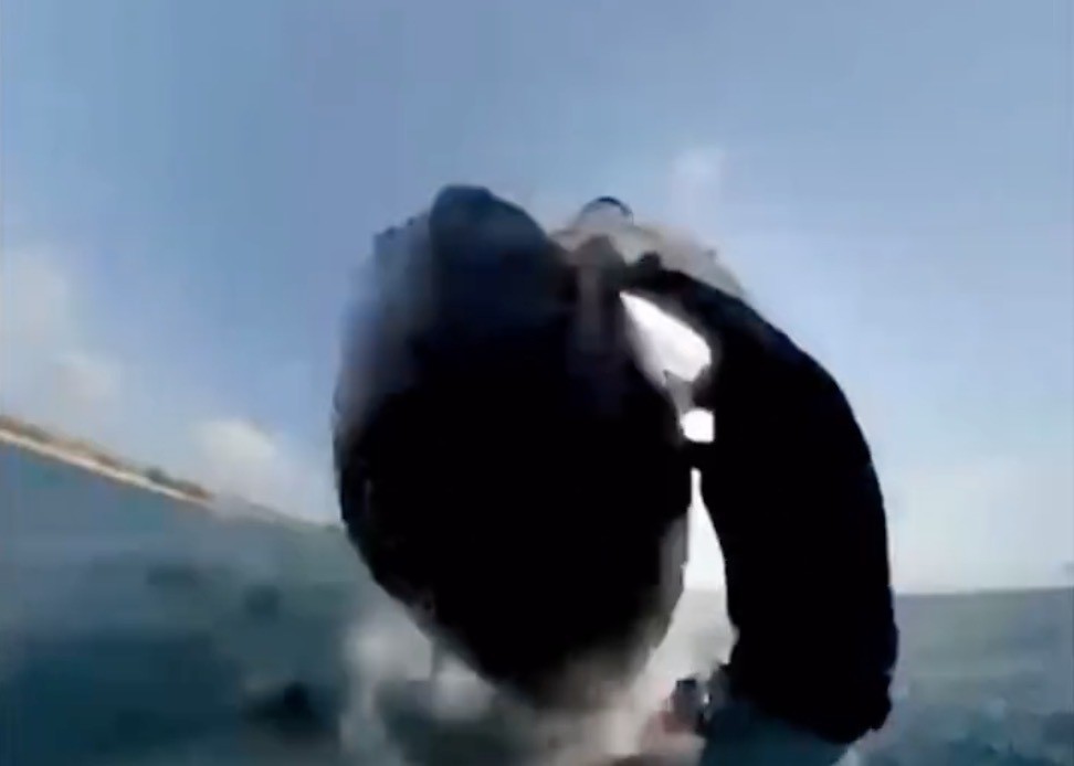 Golpea ballena jorobada a surfista en playas de Australia