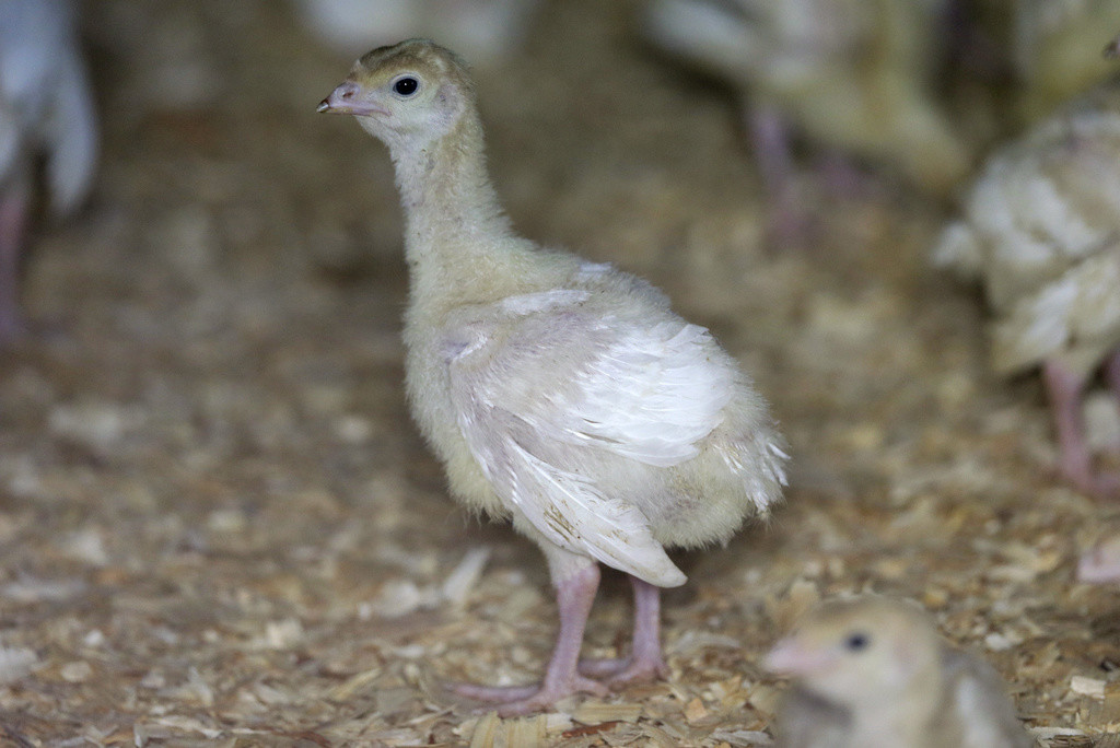 Gripe aviar mortal reaparece en aves de corral en EU