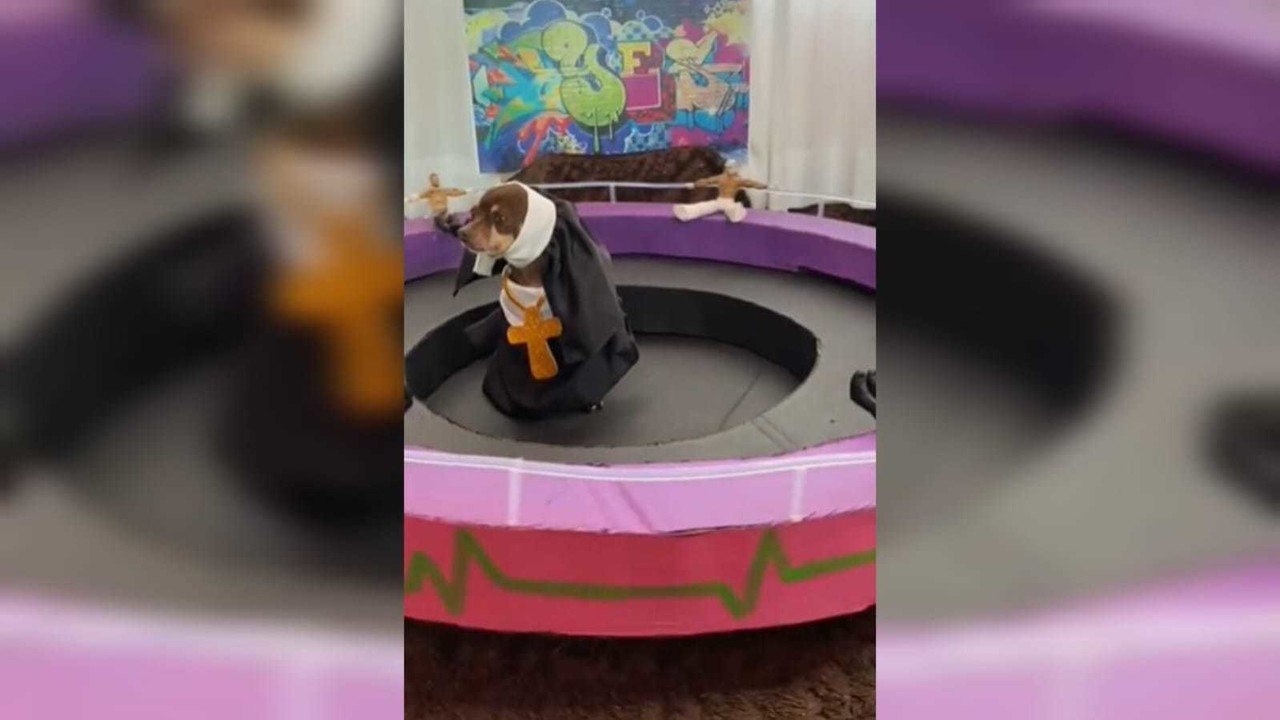 El perrito disfrazado como 'La Monja de la Feira' participó en un concurso en la red social Facebook por su caracterización. Foto: TikTok 18gelia