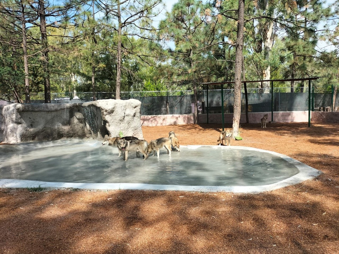 Busca Durango, ser santuario para el lobo mexicano. Foto: Cortesía.