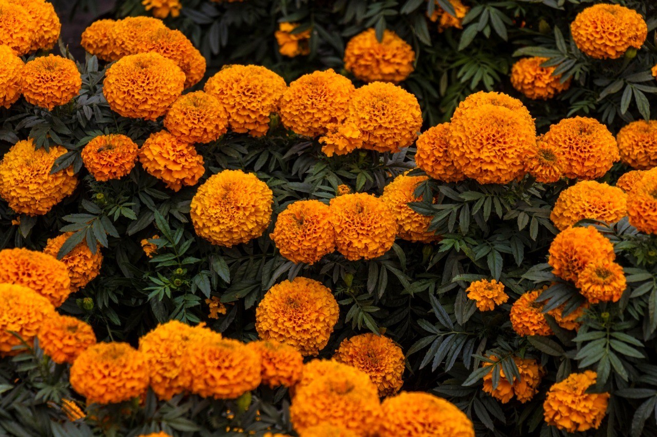 ¡Recicla tus flores de Cempasúchil! Aquí te contamos cómo . Foto: SEDEMA