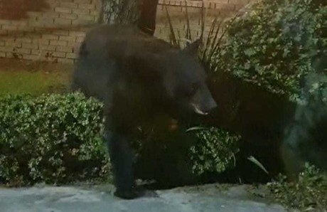 VIDEO: Sorprende oso afuera de residencia en San Pedro