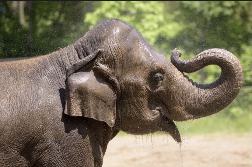 Elefanta asiática muere en zoológico por un perro suelto que agitó a su manada