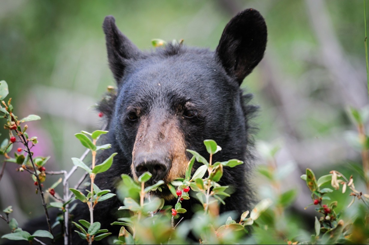 Sacrifican a oso que mató a pareja que invadió su hábitat en Canadá