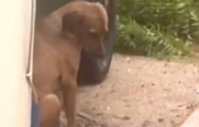 Rescata joven a un perro de la calle durante paso de huracán