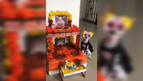 Enternece perrito chihuahueño con altar de muertos a sus 2 amigos
