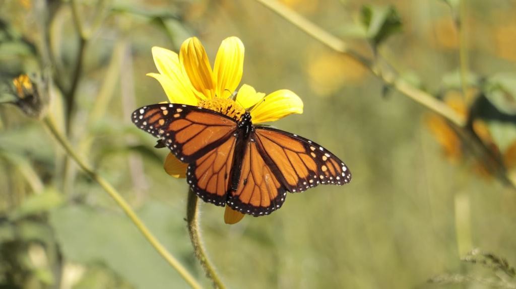 La mariposa monarca es un insecto resiliente. (FOTOGRAFÍA: Cortesía Profauna)