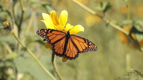 ¡Ya están en Saltillo! Grupos de mariposas monarcas se encuentran en la capital