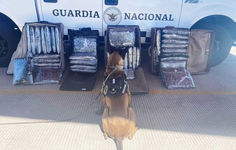 Asegura Guardia Nacional 4 maletas con marihuana en Tlaxcala