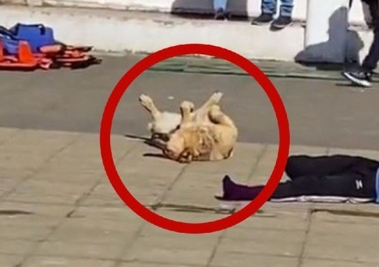 Durante varios segundos se ve al perro tirado en el suelo, replicando la actitud de uno de los brigadistas. Foto: X @webcamsdemexico.