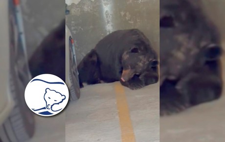 VIDEO: Captan a oso dormido en pose 'Spring Air' en Monterrey