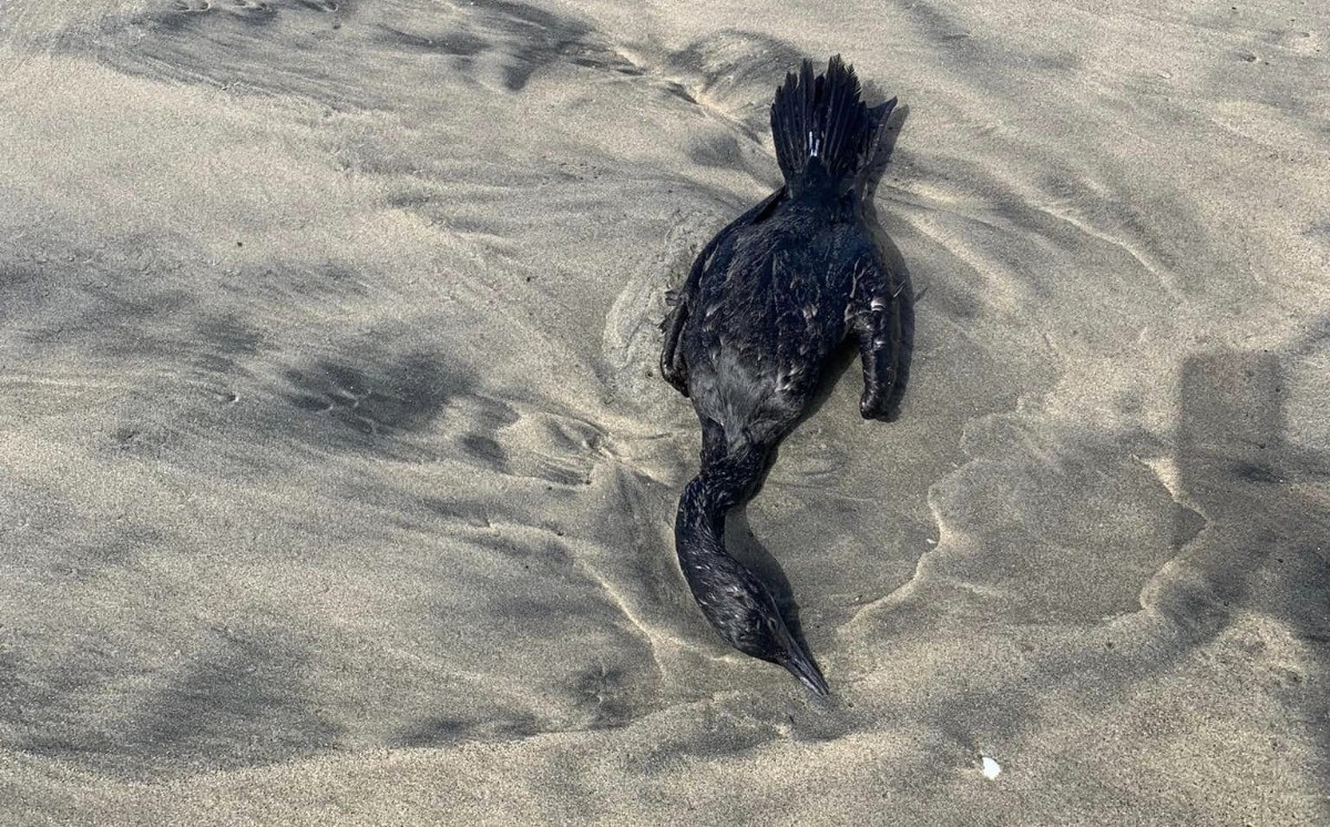 Encuentran decenas de patos muertos en playas de Baja California
