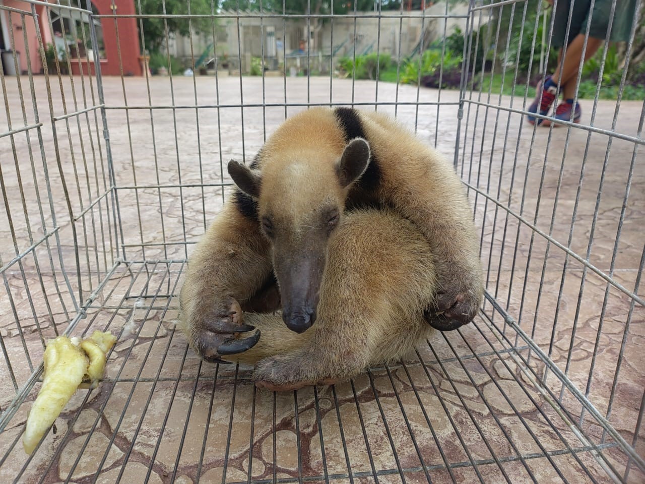 El oso hormiguero fue trasladado a un Predios o Instalaciones que Manejan Vida Silvestre (PIMVS)  para recibir la atención y cuidados necesarios. Foto: Twitter @PROFEPA_Mx