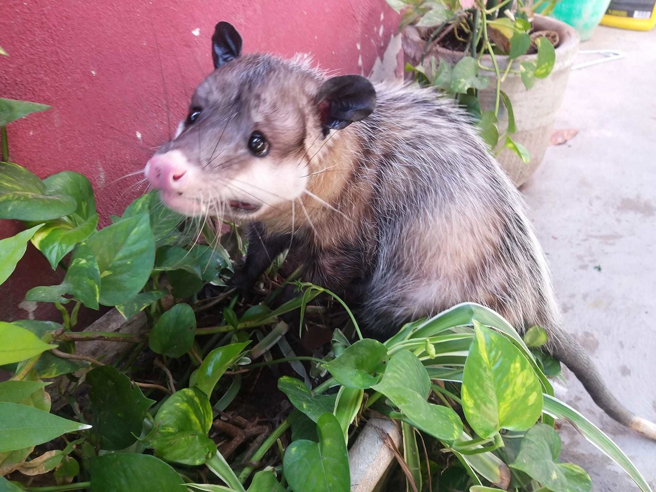 Una familia pidió apoyo en redes sociales para encontrar a su mascota