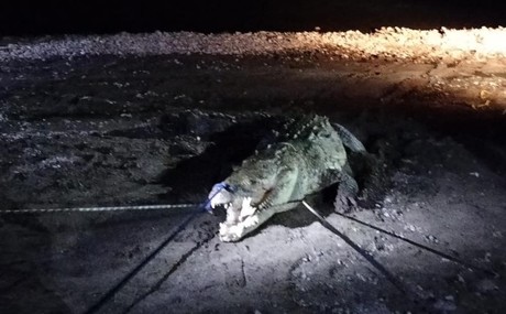 Capturan a cocodrilo que atacó a hombre en Nayarit