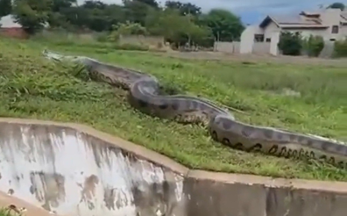 Captan gigantesca anaconda en Brasil