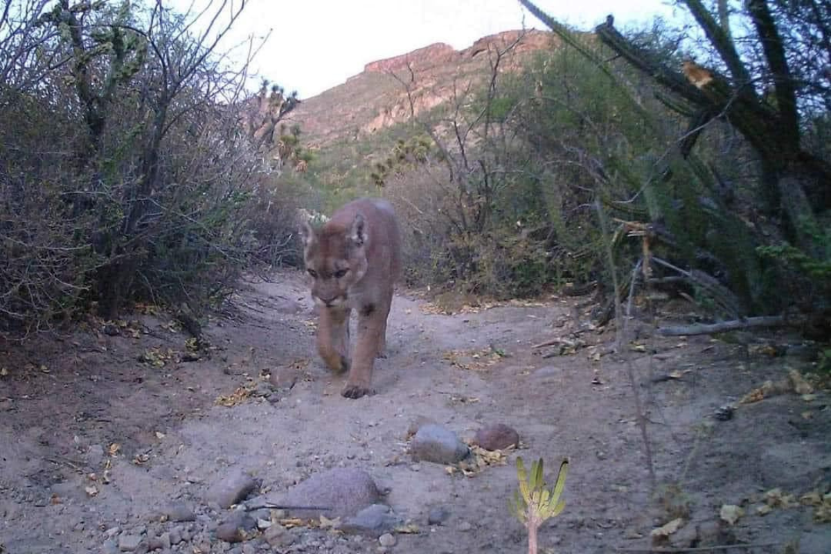 Causa asombro un puma en San Francisco de la Sierra en Mulegé. Foto: Rogelio Lereé Ojeda