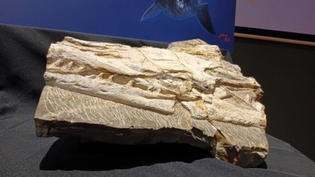 Encuentran una nueva especie de Mosasaurio en Nuevo León