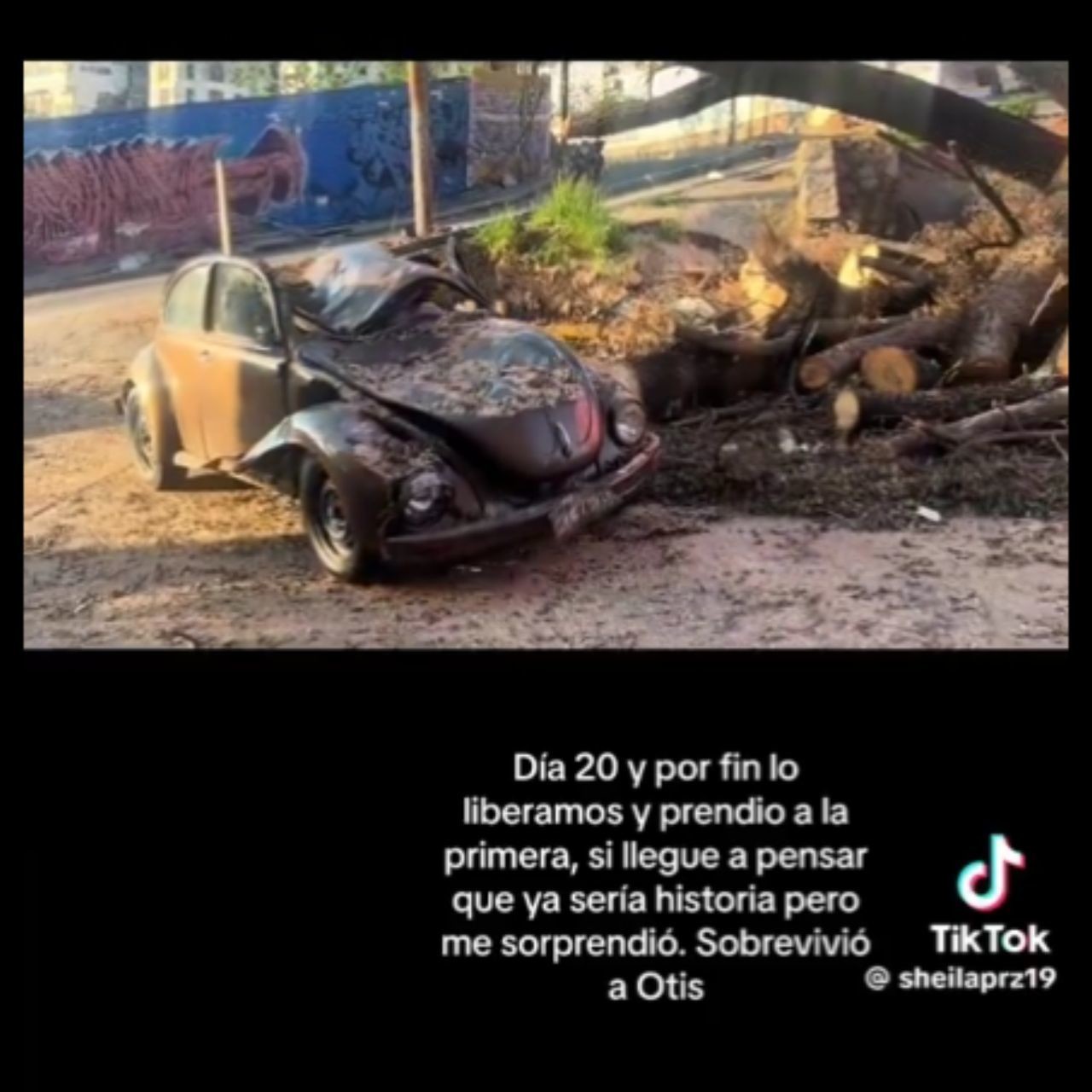 VIRAL: Vocho resiste impacto de Otis y enciende tras caerle una Ceiba encima Foto:@sheilaprz19