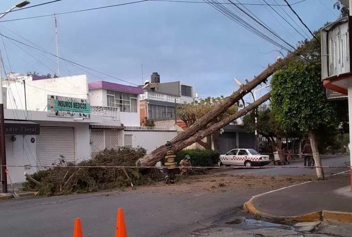 A causa del clima caen árboles en diferentes zonas de Texcoco